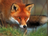 Kartinki24 ru animals fox 0028.jpg