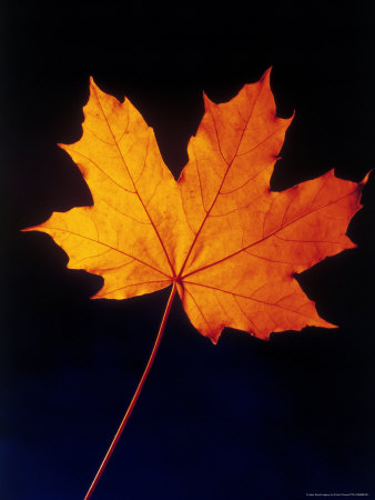 Frank-chmura-autumn-leaf.jpg
