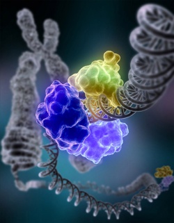 DNK.jpg