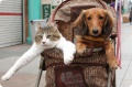 Cats dogs strollers 083.jpg