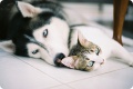 Cat and dogs 13 06.jpg