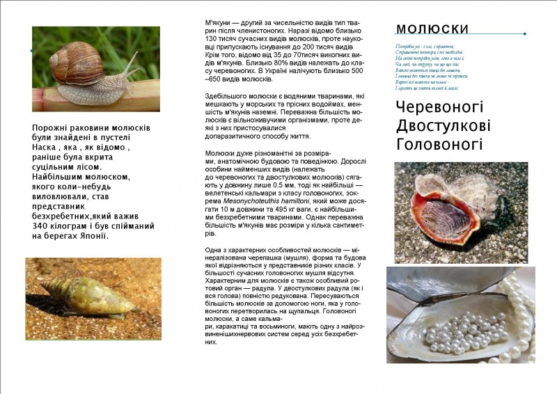 Файл:Medulkalena.jpg